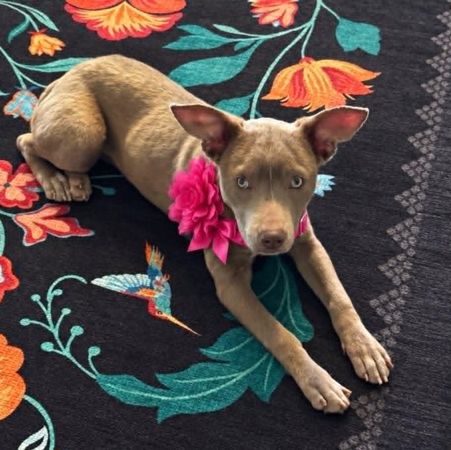 Enlarge Peach, a Adoptable Mixed Breed in Stamford , CT image 2/4