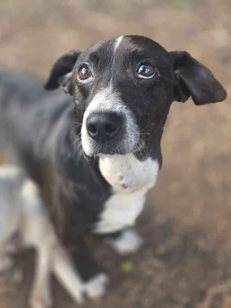Cisco, a ADOPTABLE mixed breed in Red Hook, NY image 3/5