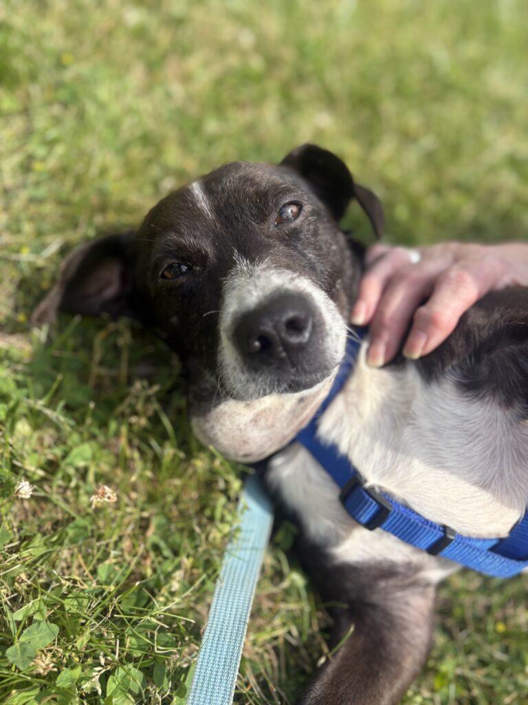 Cisco, a ADOPTABLE mixed breed in Red Hook, NY image 5/5
