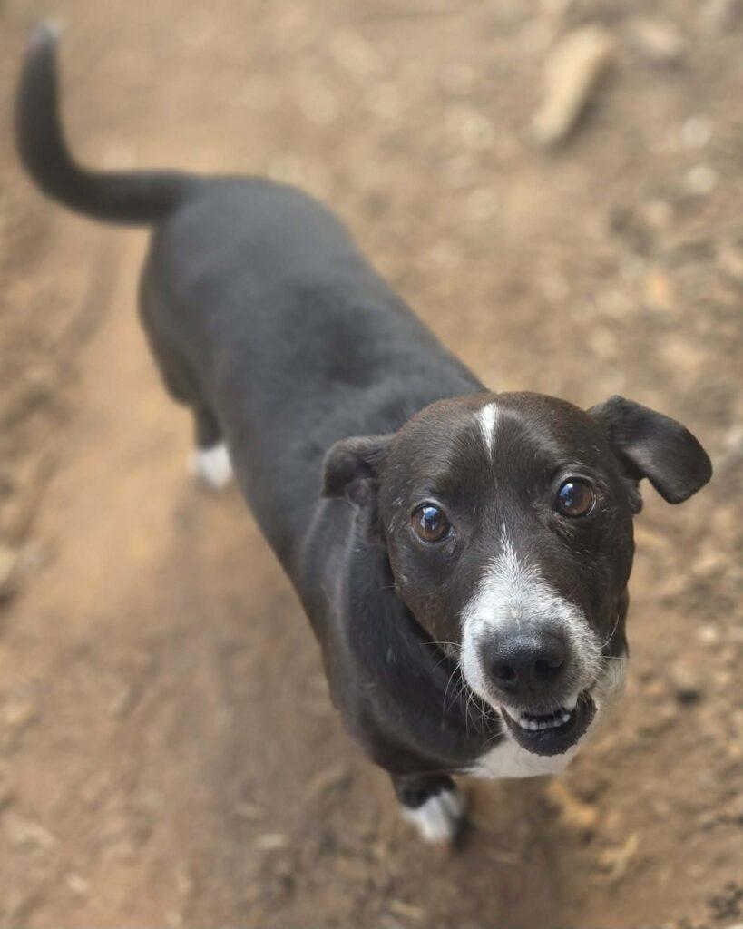 Cisco, a ADOPTABLE mixed breed in Red Hook, NY image 2/5