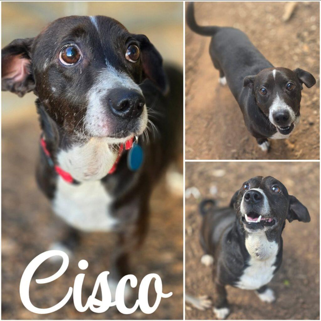 Cisco, ADOPTABLE, Adult Male Dachshund.