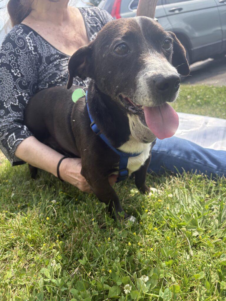 Cisco, a ADOPTABLE mixed breed in Red Hook, NY image 4/5