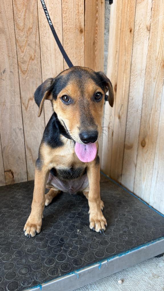 Enlarge Fredo, a Adoptable Shepherd in Missouri City, TX image 1/1