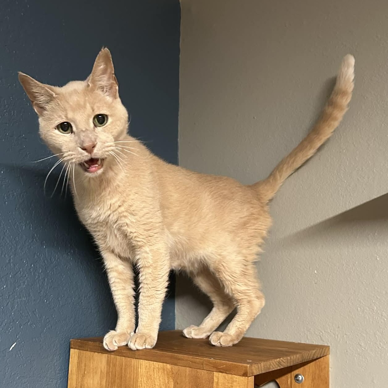 Norman, a Adoptable mixed breed in The Colony, TX image 4/6