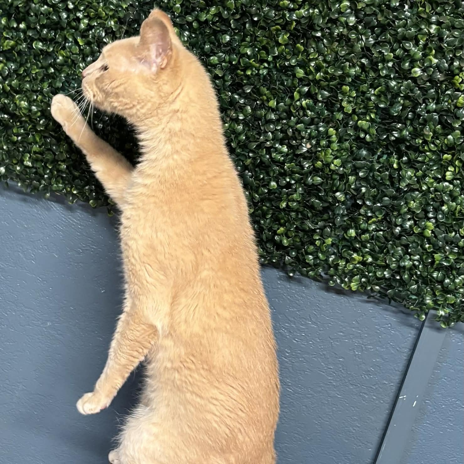 Norman, a Adoptable mixed breed in The Colony, TX image 6/6