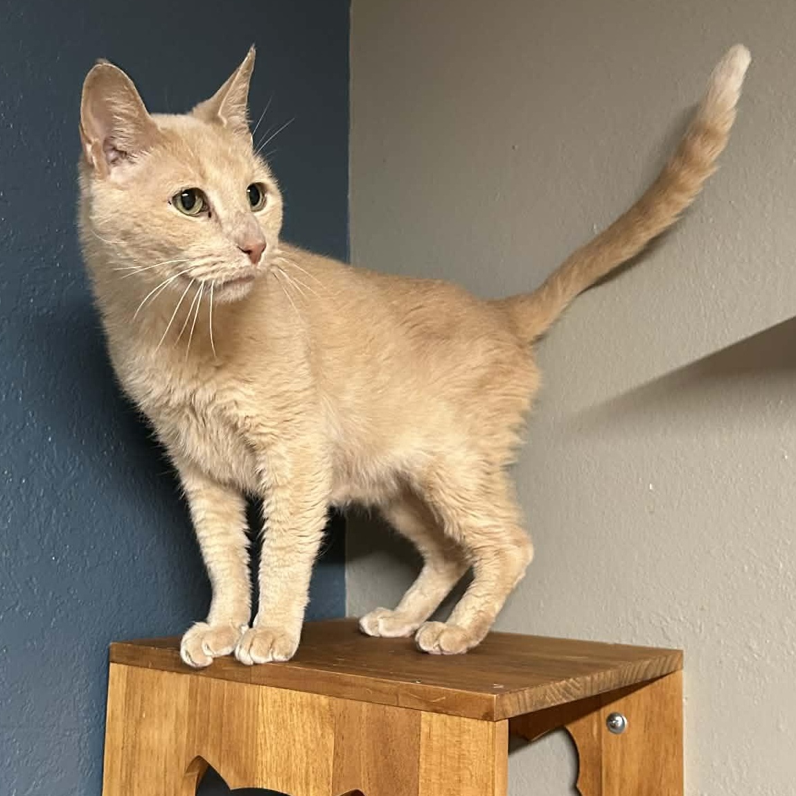 Norman, a Adoptable mixed breed in The Colony, TX image 2/6