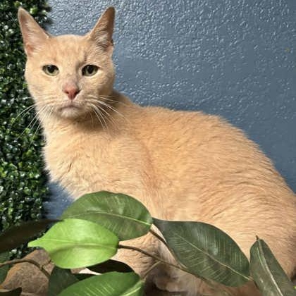 Norman, a Adoptable mixed breed in The Colony, TX image 1/6