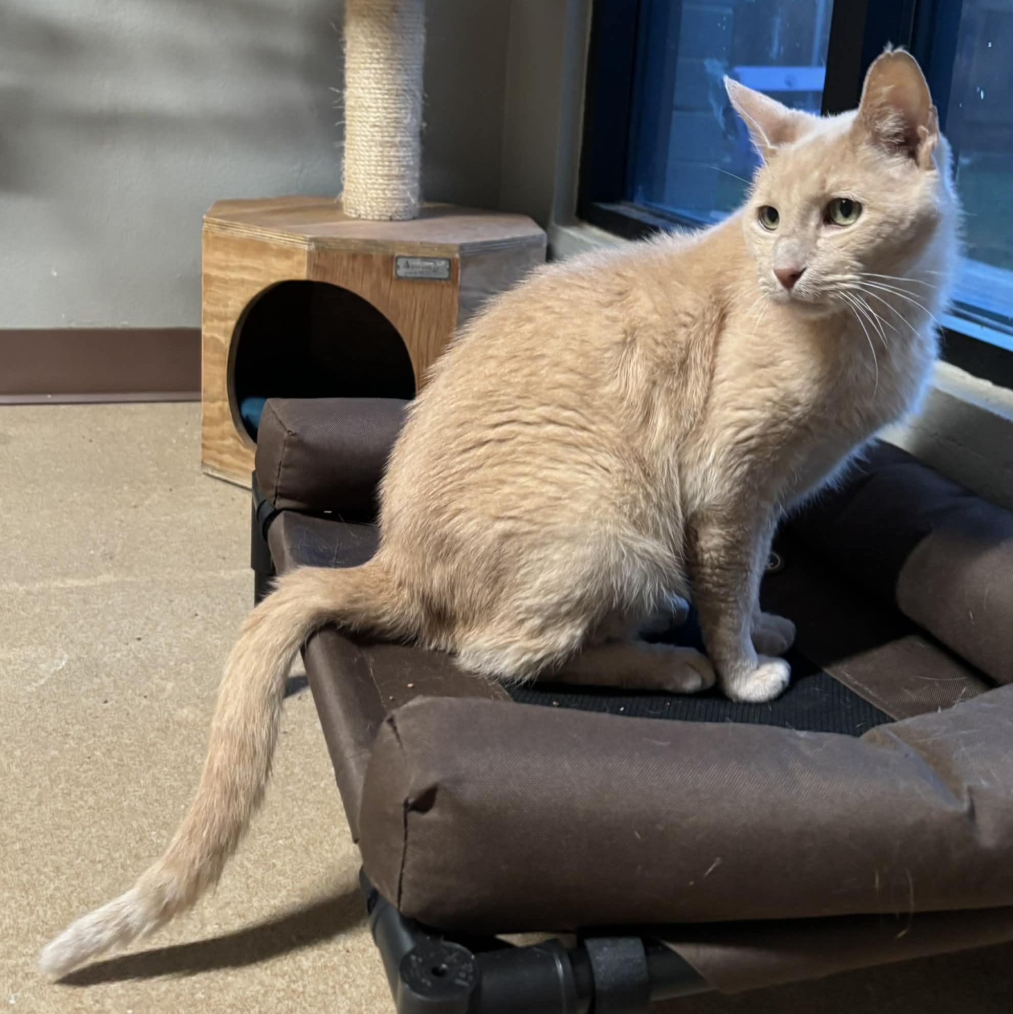 Norman, a Adoptable mixed breed in The Colony, TX image 5/6