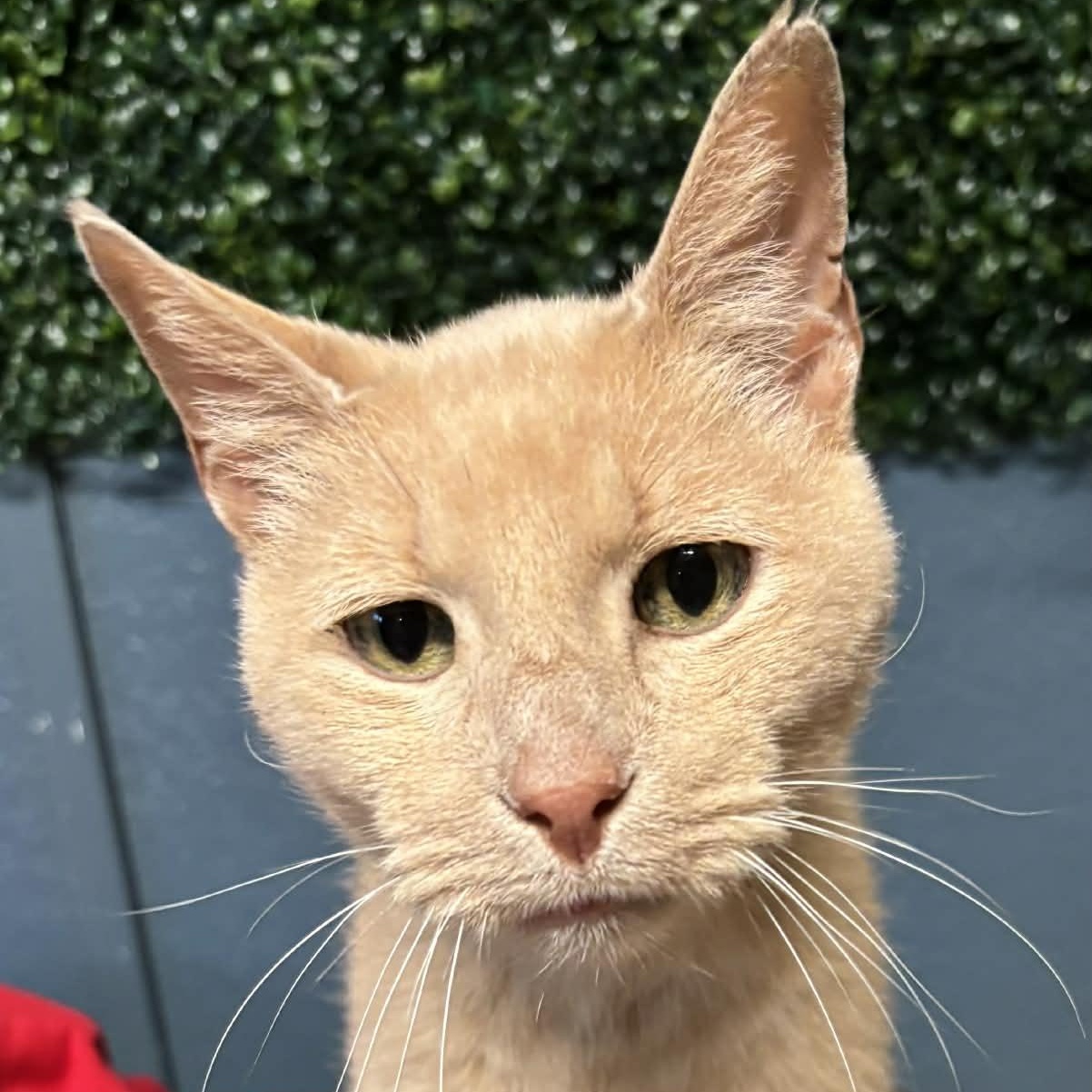 Norman, a Adoptable mixed breed in The Colony, TX image 3/6