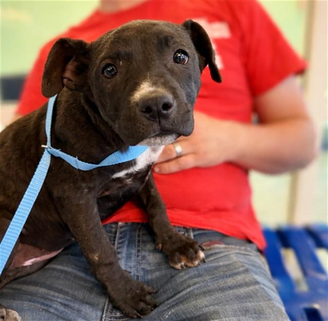 MIA, Adoptable, Puppy Female Labrador Retriever & Mixed Breed.