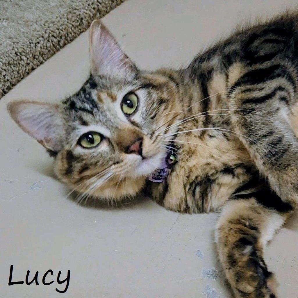 Lucy, Adoptable, Young Female Domestic Medium Hair.