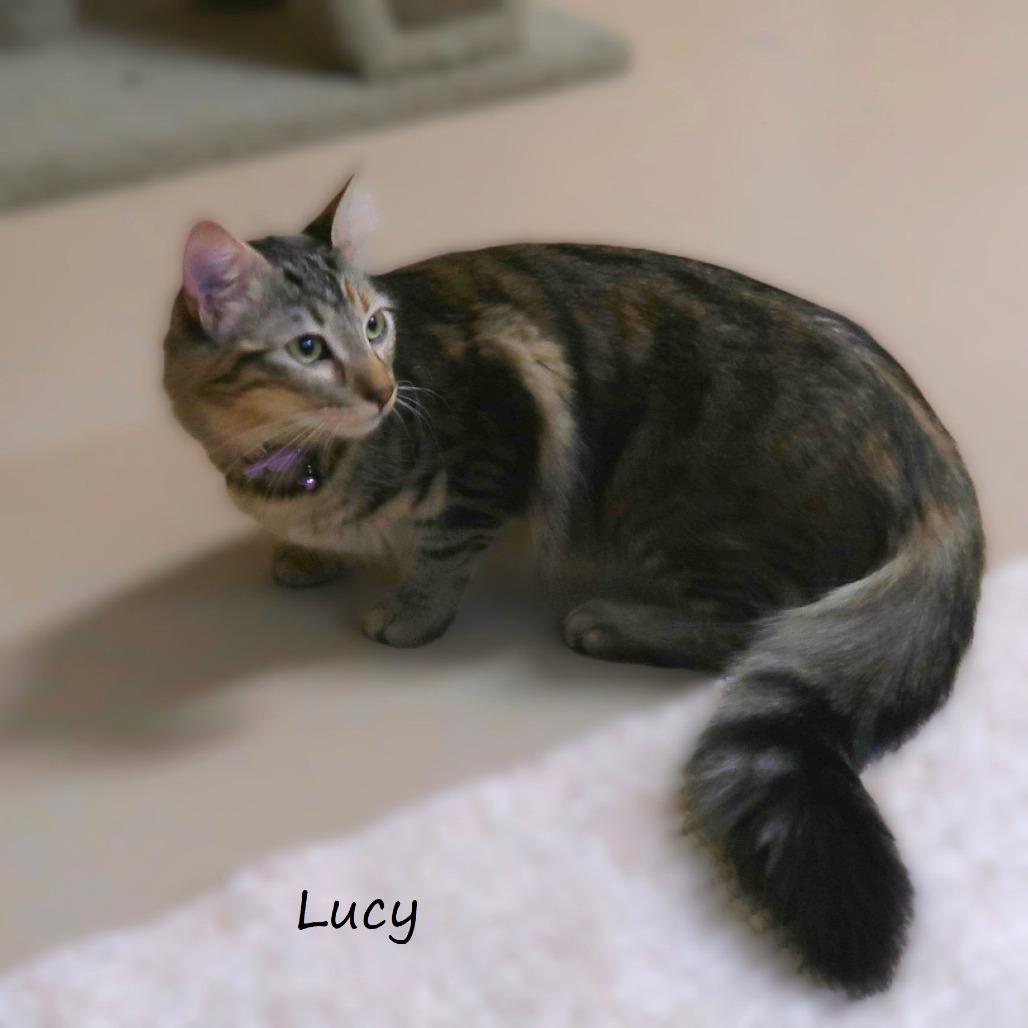 Lucy, a Adoptable Domestic Medium Hair in Yucaipa, CA image 2/6