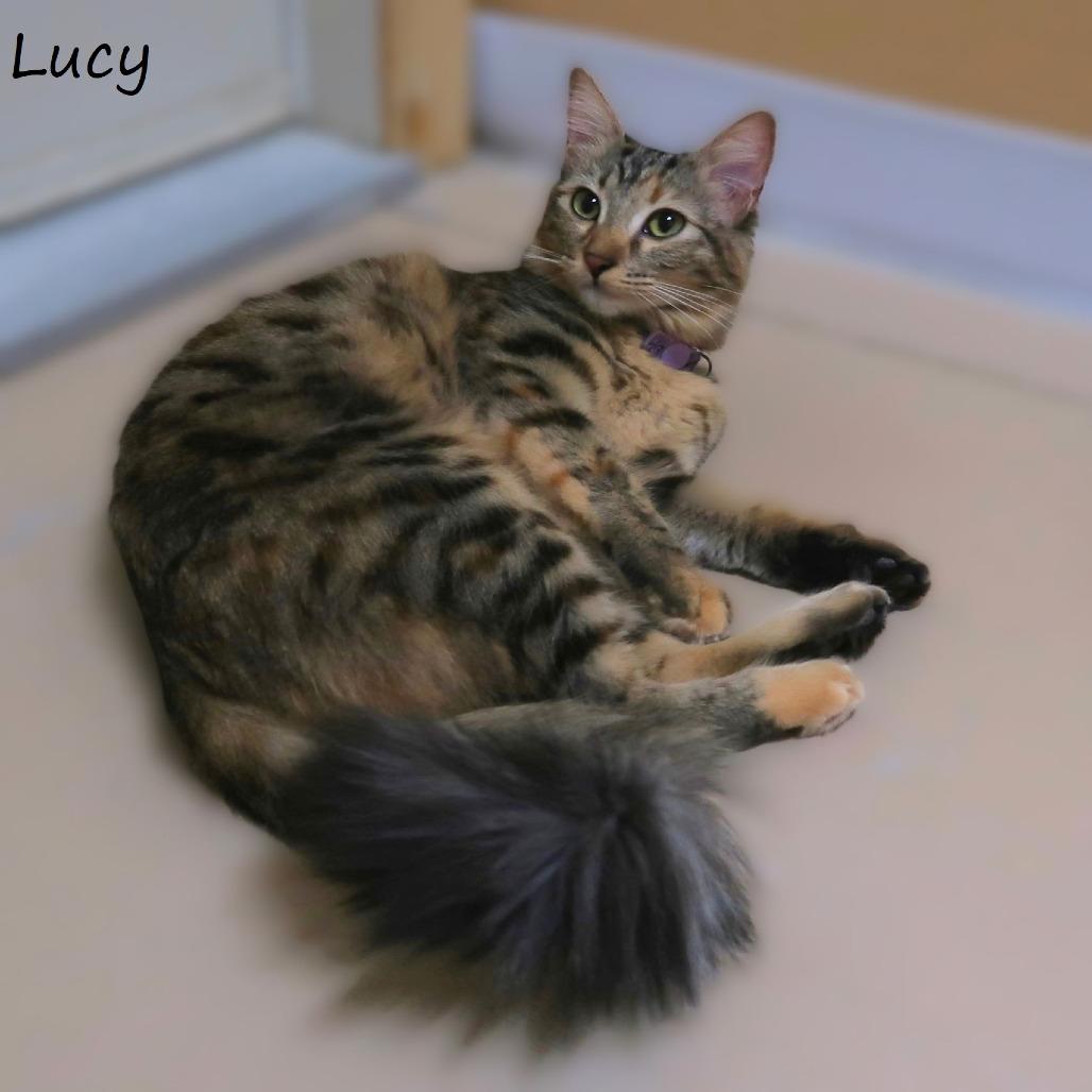 Lucy, a Adoptable Domestic Medium Hair in Yucaipa, CA image 5/6