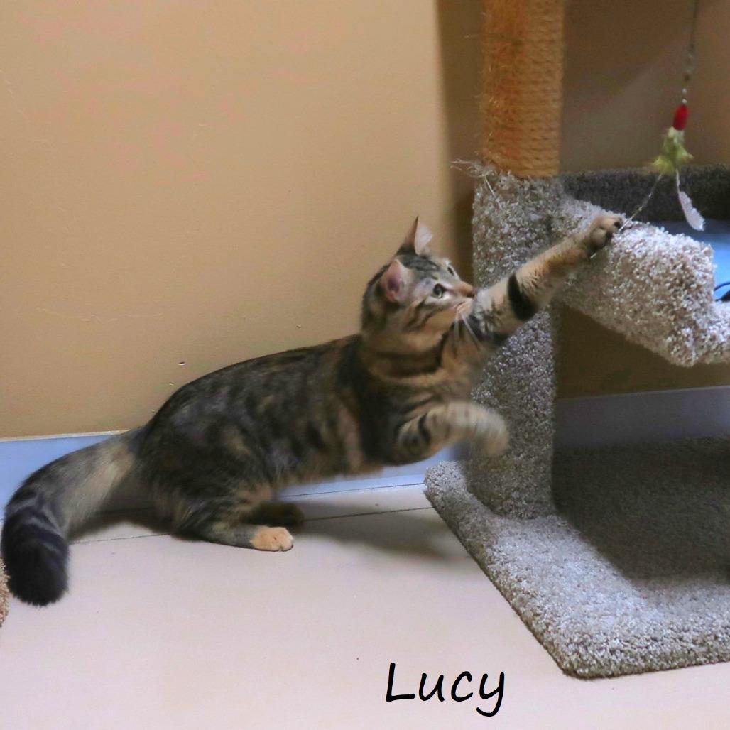 Lucy, a Adoptable Domestic Medium Hair in Yucaipa, CA image 6/6