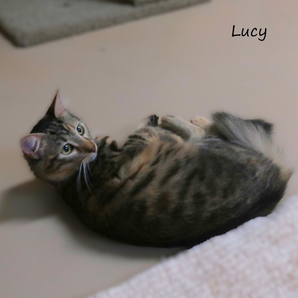 Lucy, a Adoptable Domestic Medium Hair in Yucaipa, CA image 6/6