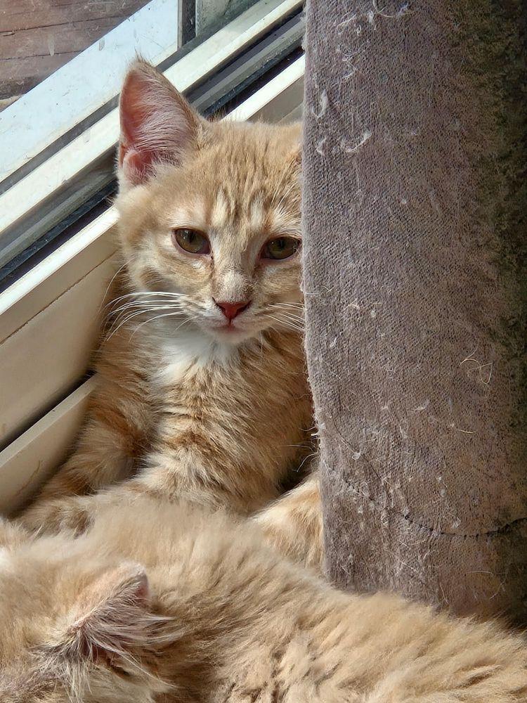 Enlarge Nugget, a Adoptable Domestic Short Hair in Barrington, IL image 4/4