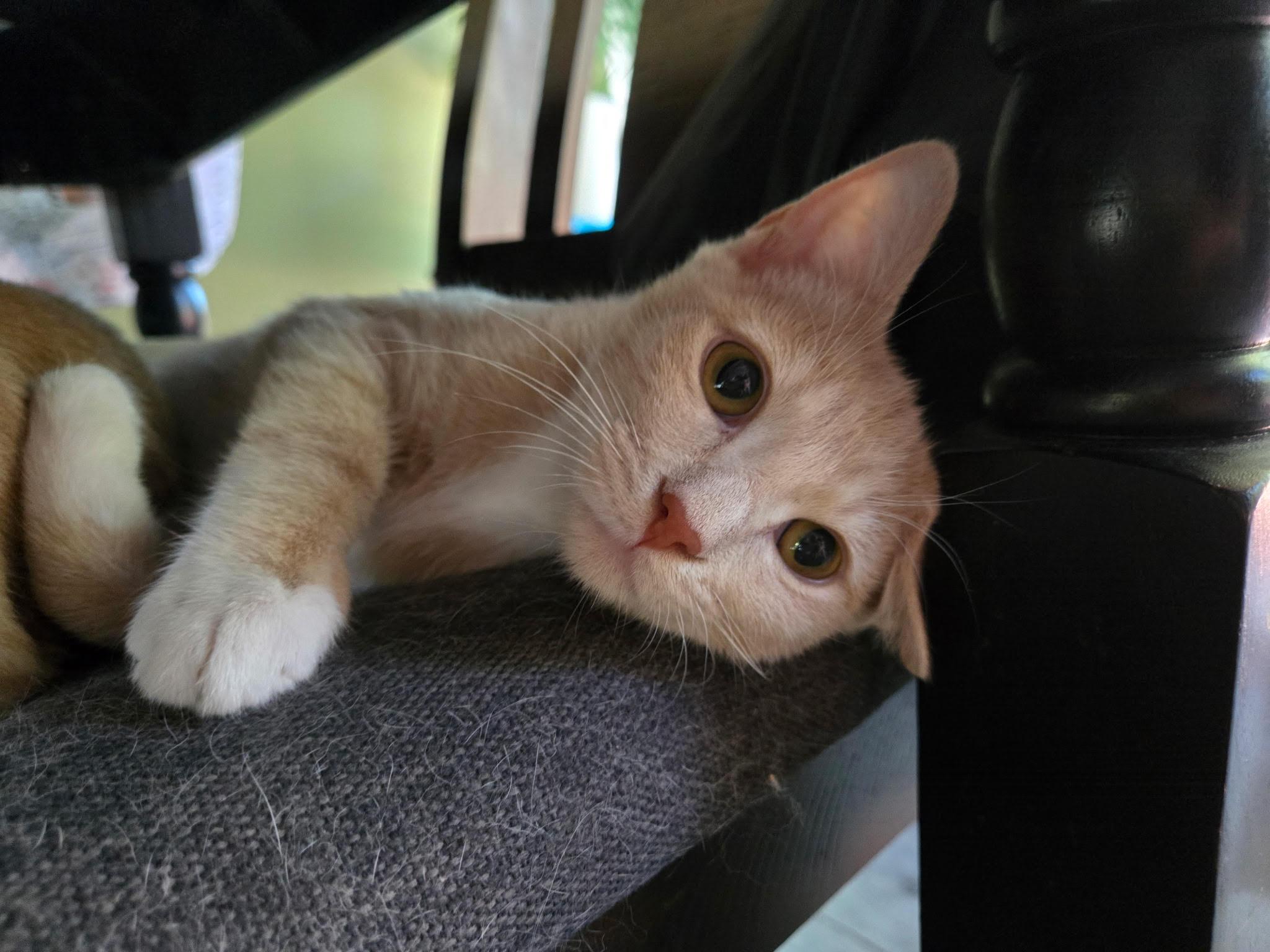 Enlarge Nugget, a Adoptable Domestic Short Hair in Barrington, IL image 2/4