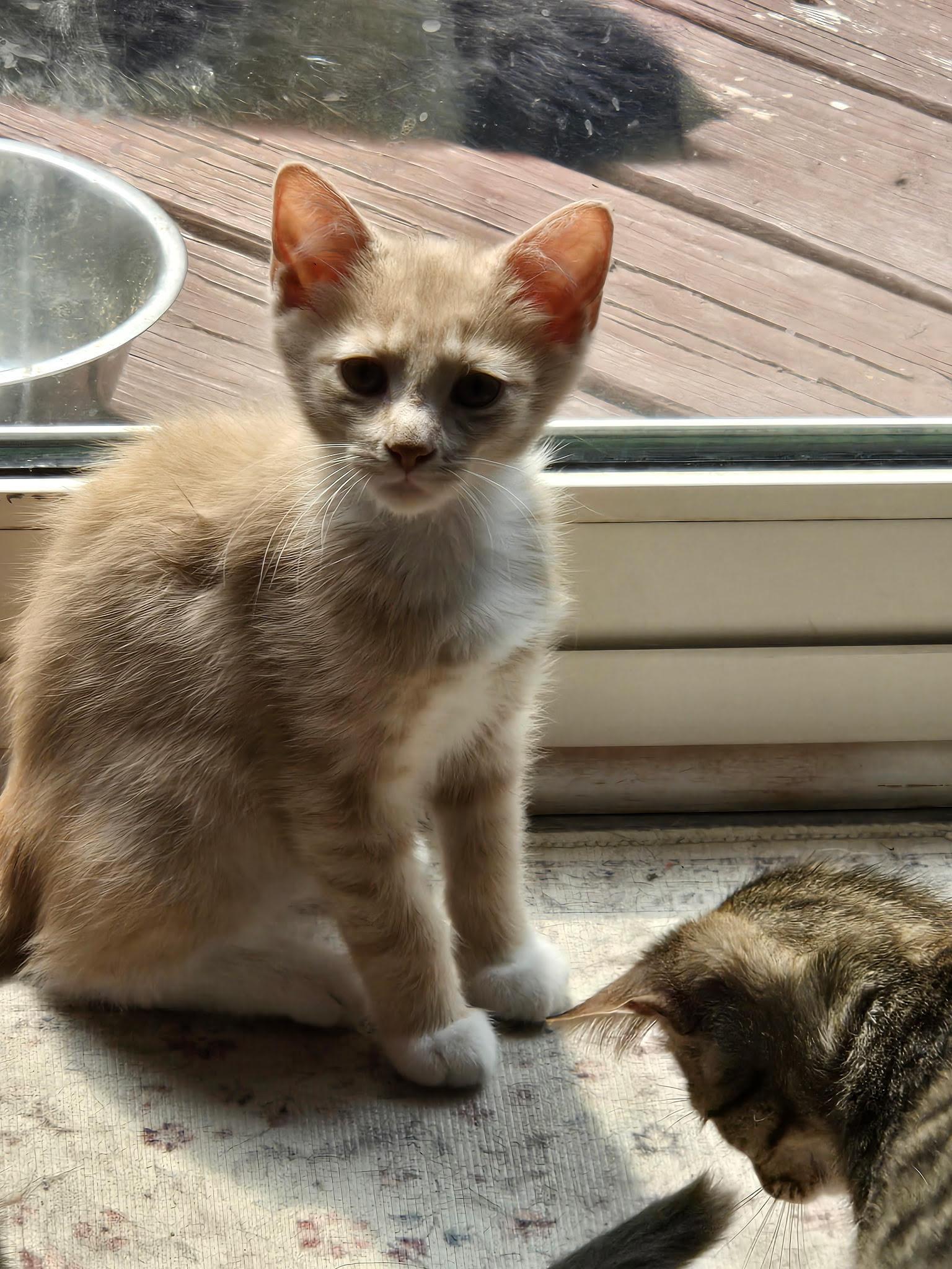 Enlarge Nugget, a Adoptable Domestic Short Hair in Barrington, IL image 3/4