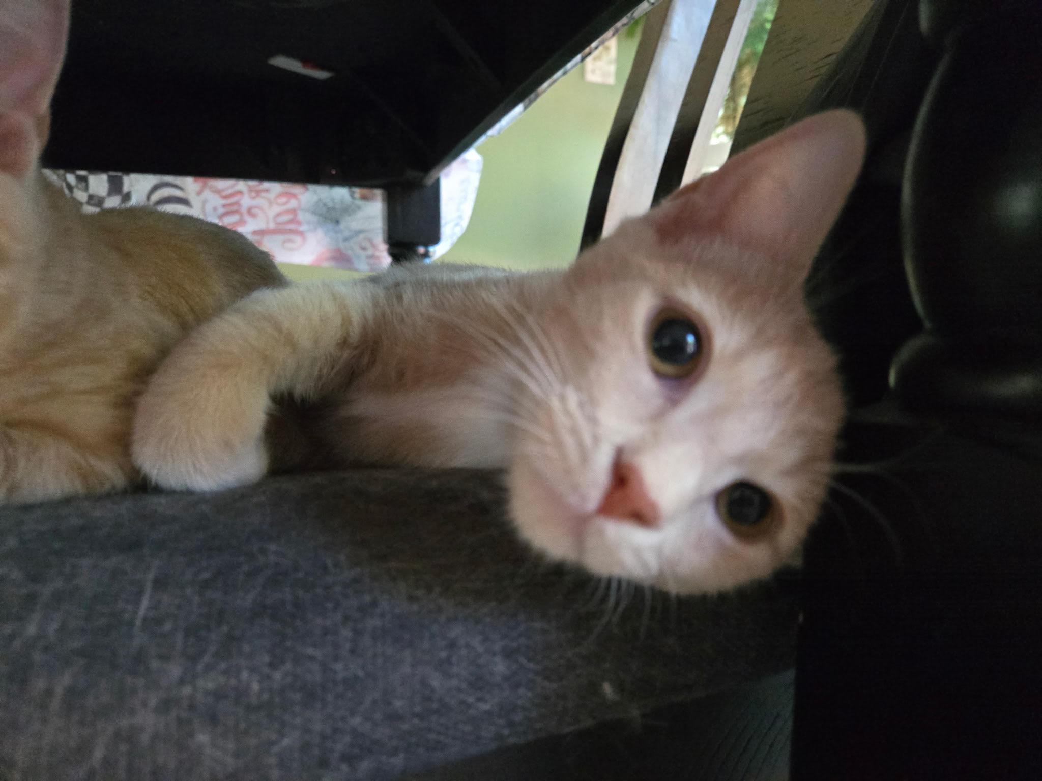 Nugget, Adoptable, Kitten Male Domestic Short Hair.