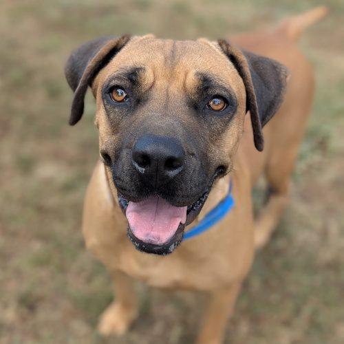 Enlarge Colette, a Adoptable mixed breed in Leesburg, AL image 1/1