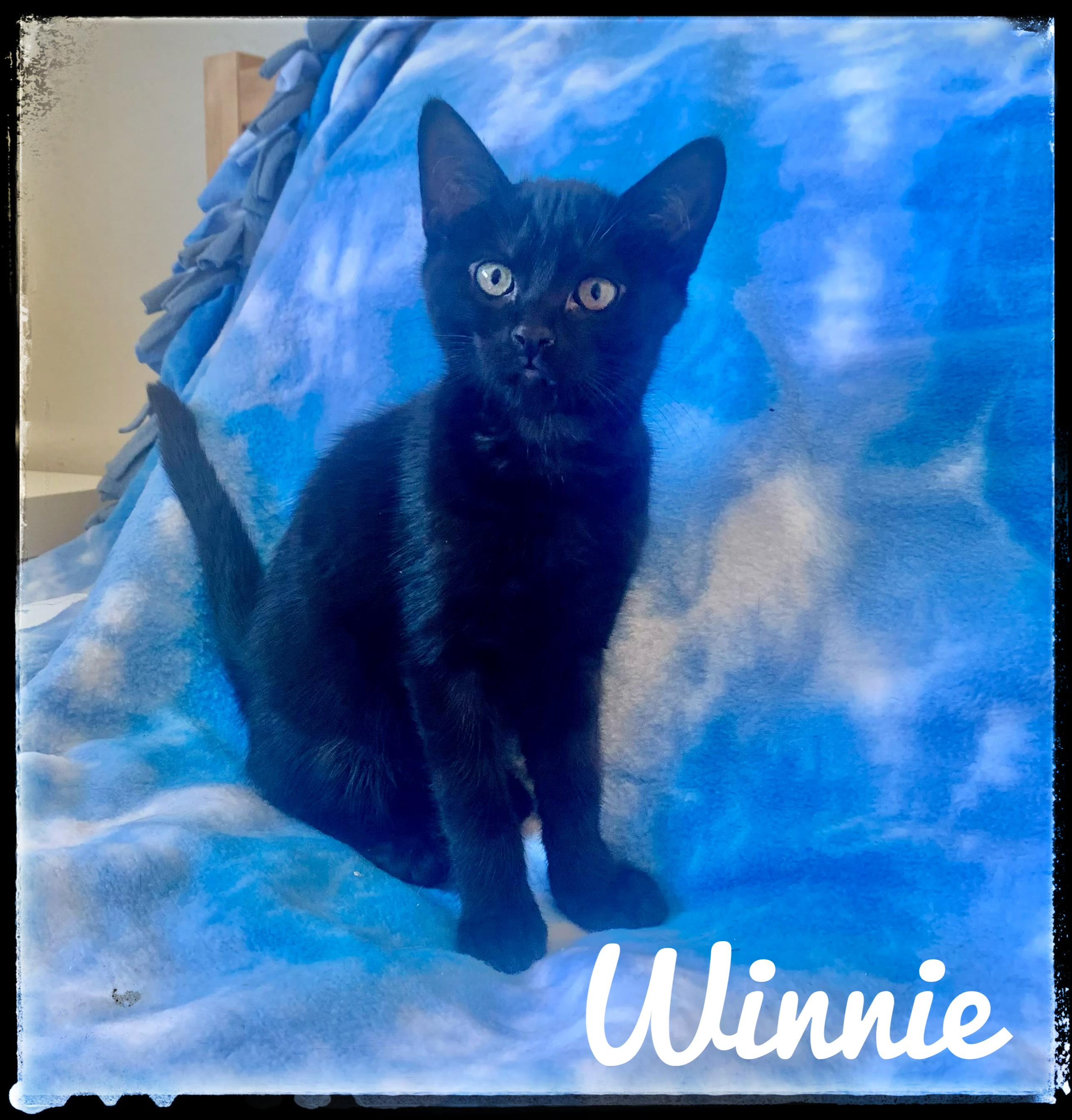 Enlarge Winnie, a Adoptable Domestic Short Hair in El Cajon, CA image 1/1