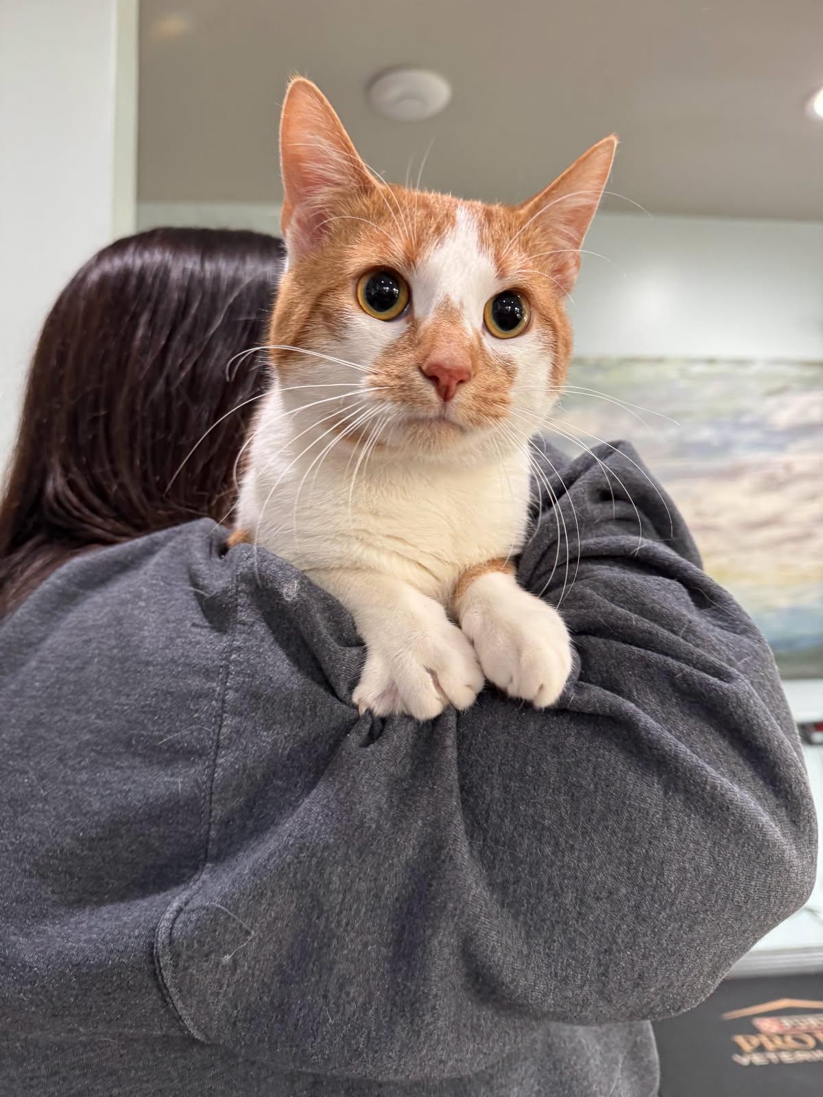 Neighbor, adopted, Adult Male Domestic Short Hair.