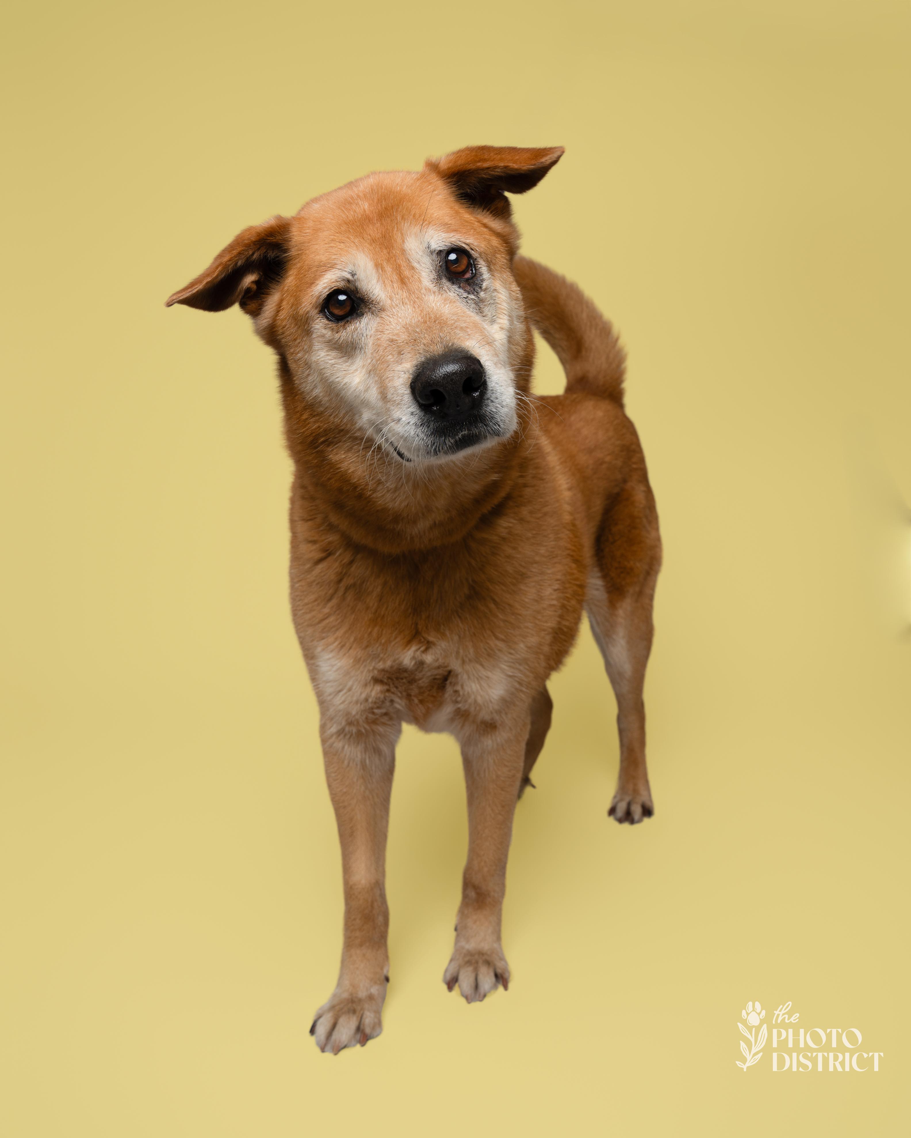 Patrick, Adoptable, Adult Male Golden Retriever & Shepherd.