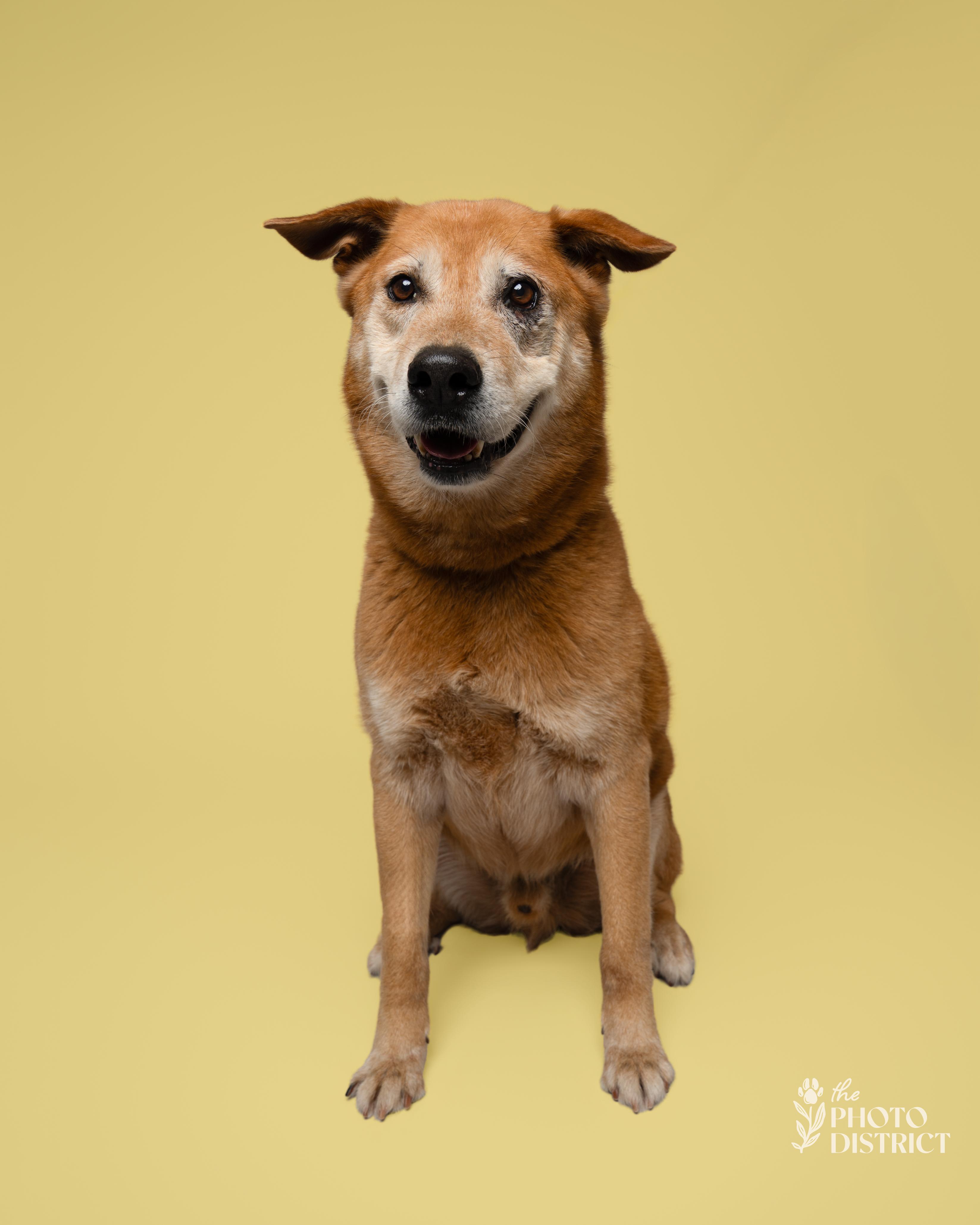 Enlarge Patrick, a Adoptable mixed breed in Winnabow, NC image 2/4