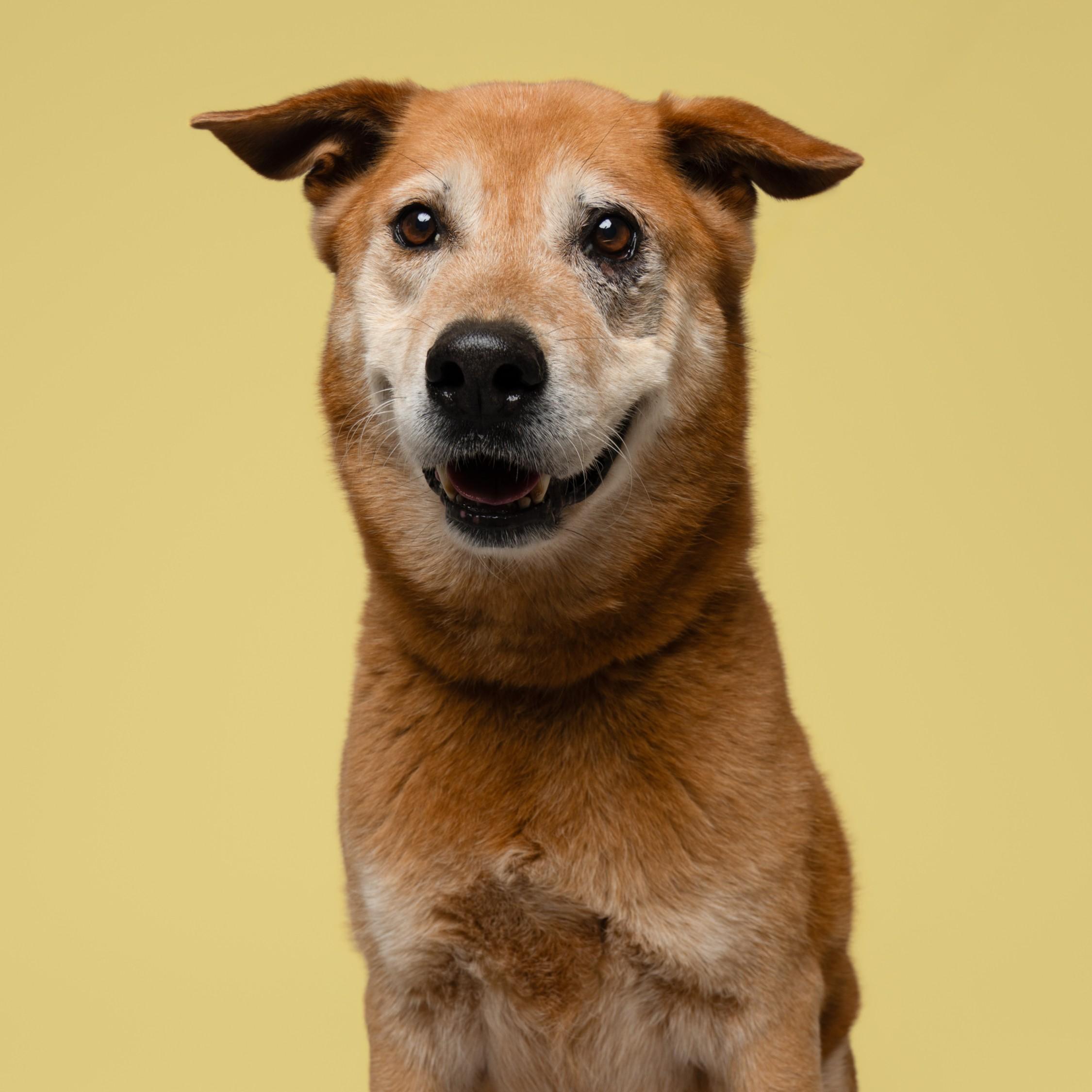 Enlarge Patrick, a Adoptable mixed breed in Winnabow, NC image 3/4