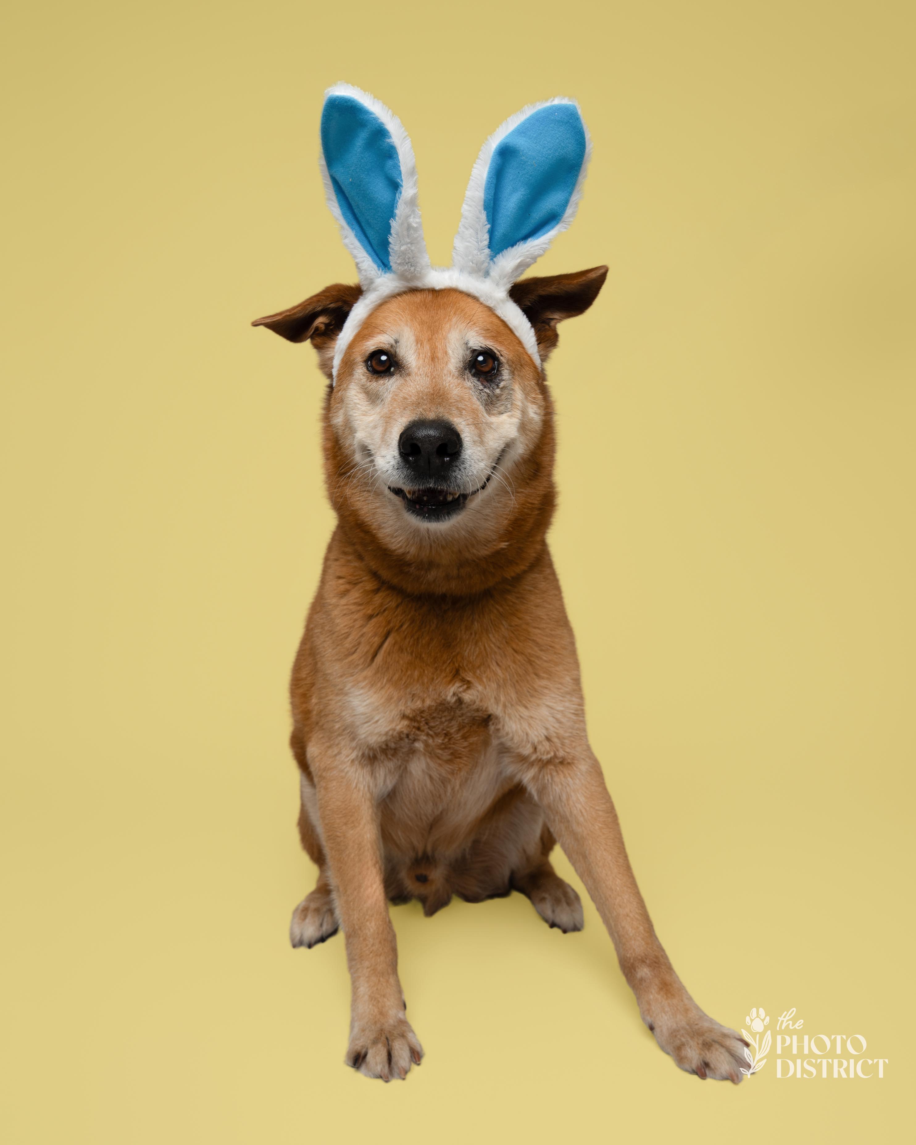 Enlarge Patrick, a Adoptable mixed breed in Winnabow, NC image 4/4