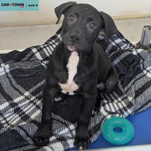 Enlarge Marvin, a Adoptable mixed breed in Lexington, KY image 1/1