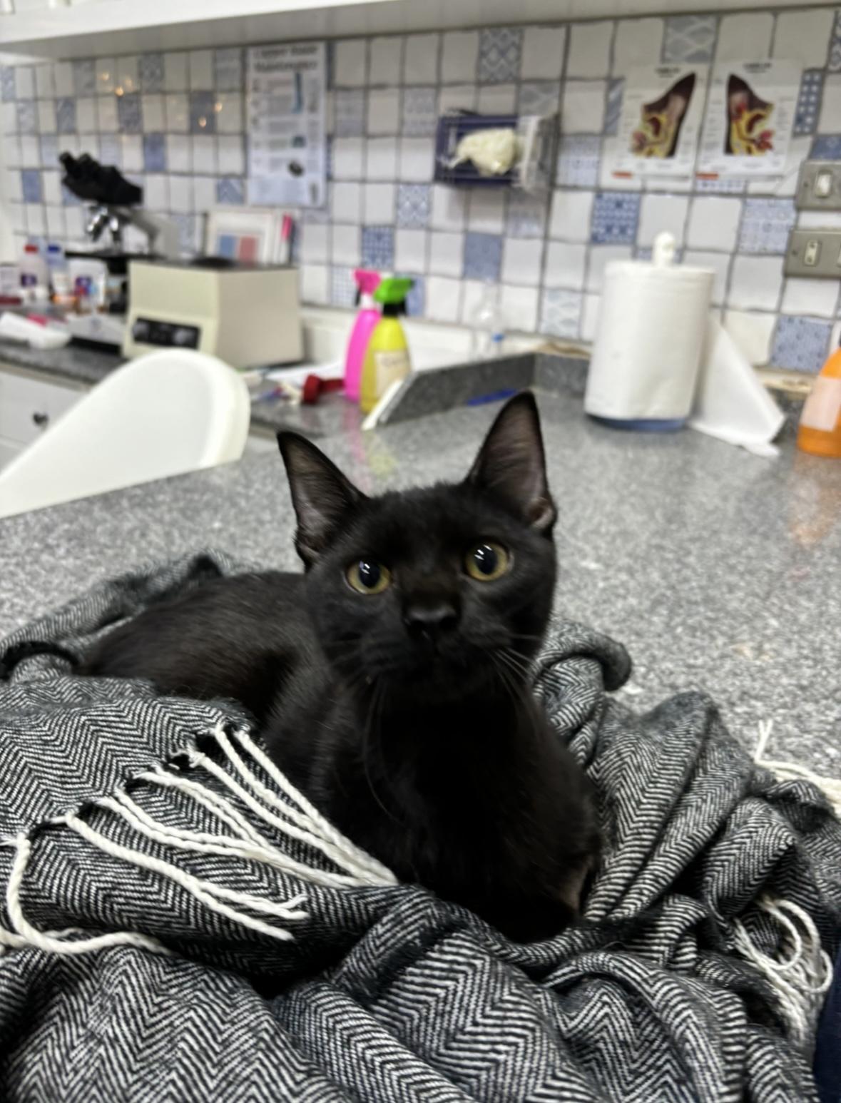 Adopt Black Cats: Uncover the Magic and Save a Life Today