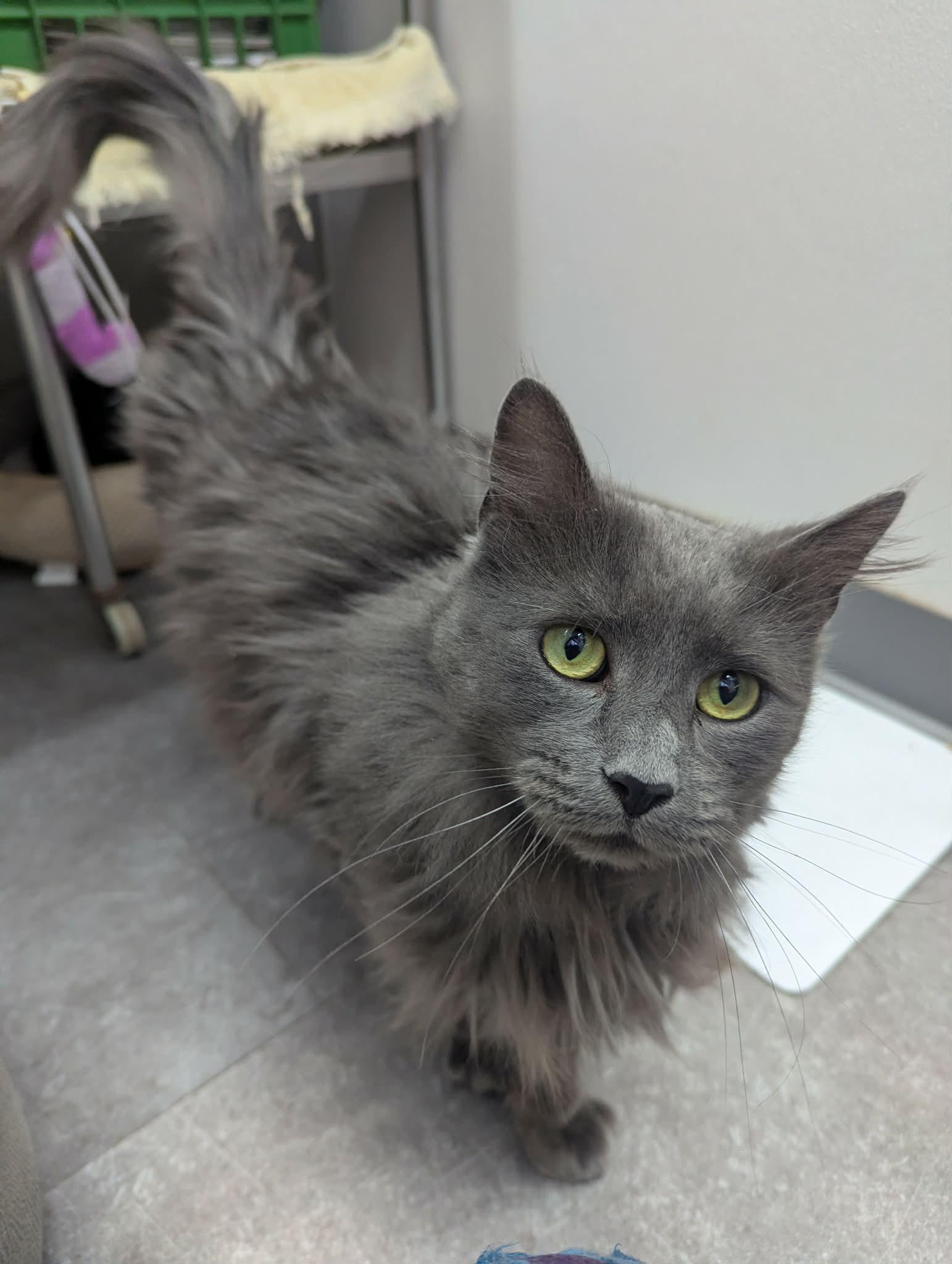 Enlarge Neptune, an adopted Domestic Long Hair in Delhi, NY image 2/3