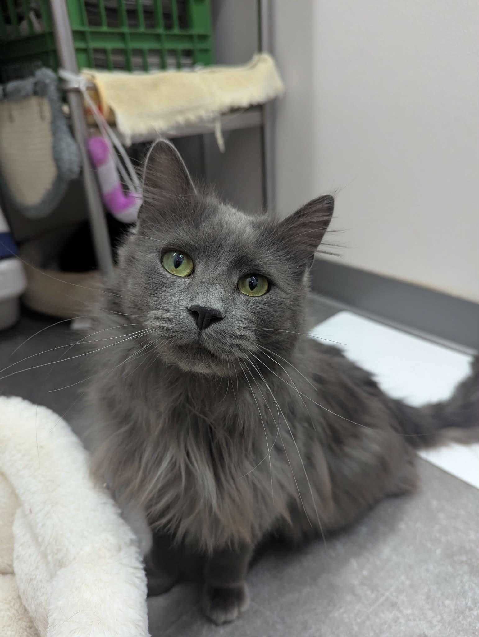 Enlarge Neptune, an adopted Domestic Long Hair in Delhi, NY image 1/3