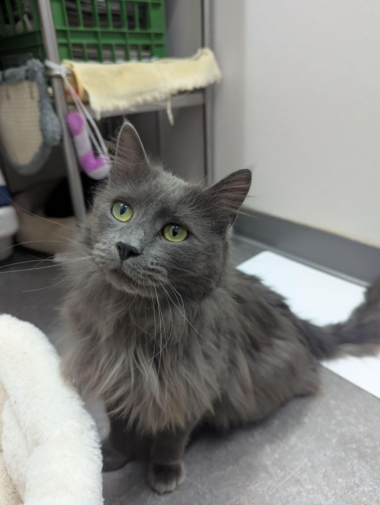 Enlarge Neptune, an adopted Domestic Long Hair in Delhi, NY image 3/3