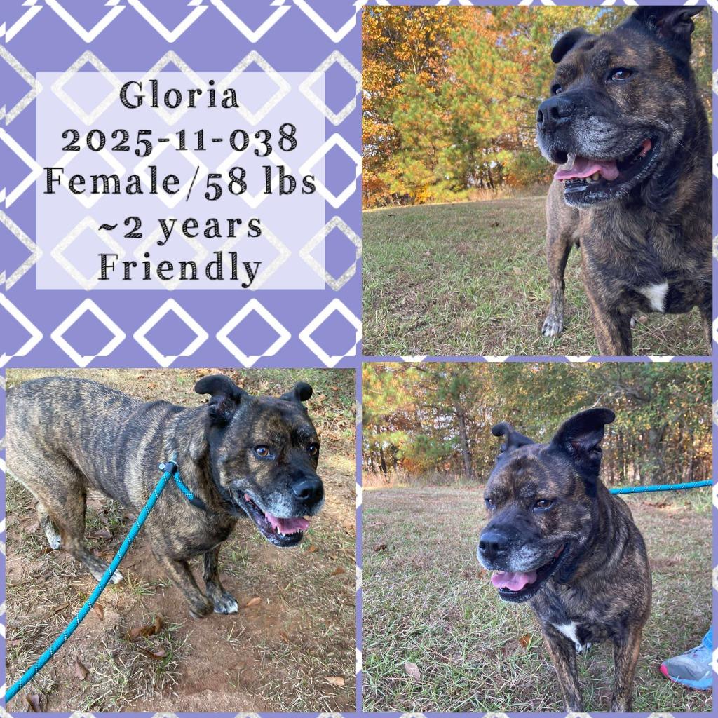 Enlarge 2025-11-038 *Gloria*, a Adoptable Labrador Retriever in Winder, GA image 1/1