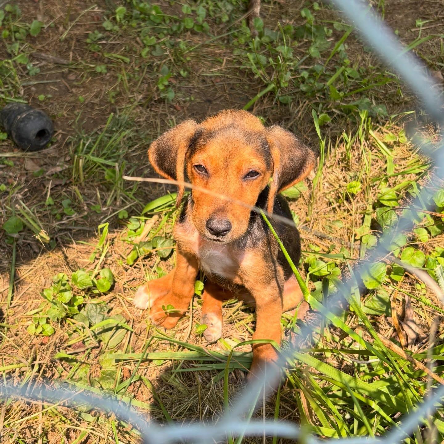 Enlarge Gabby, a ADOPTABLE mixed breed in Raleigh, NC image 3/6