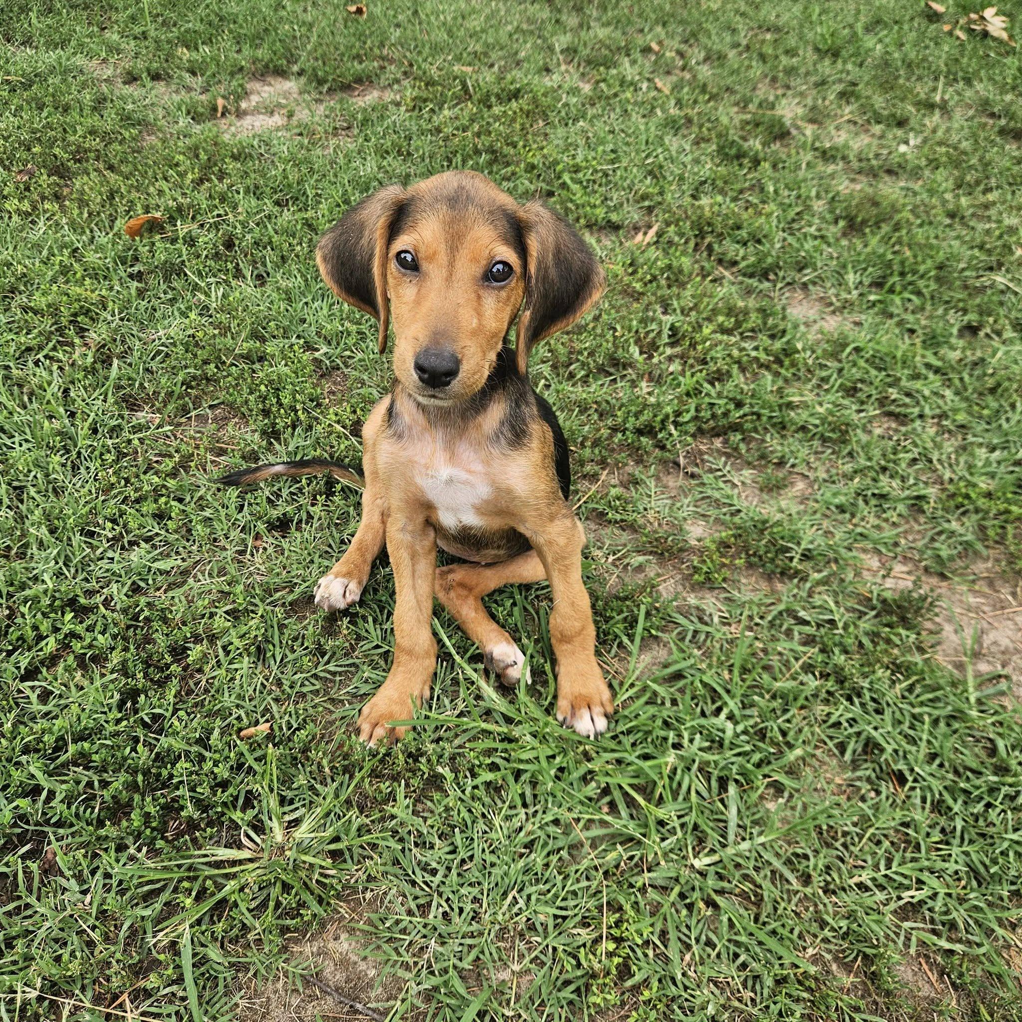 Enlarge Gabby, a ADOPTABLE mixed breed in Raleigh, NC image 5/6