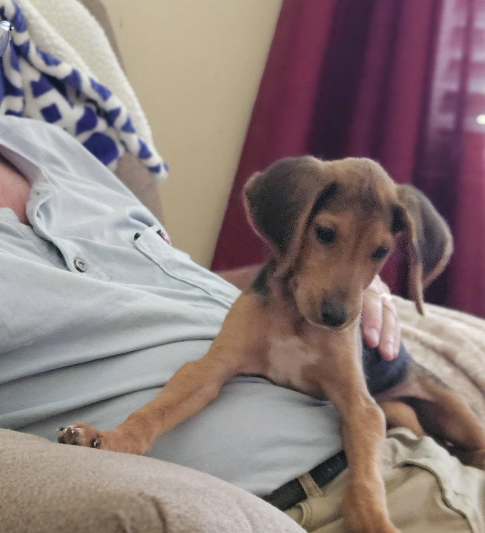 Enlarge Gabby, a ADOPTABLE mixed breed in Raleigh, NC image 2/6