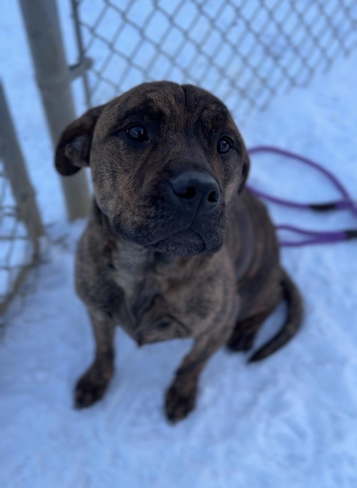 Bobby, Adoptable, Adult Male Mixed Breed & Mixed Breed.