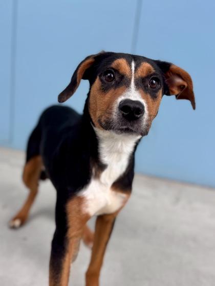 Galaxy (in Foster), Adoptable, Adult Female Mixed Breed & Mixed Breed.