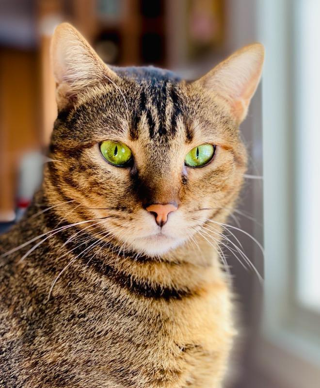 Enlarge Asia, a Adoptable Egyptian Mau in Granby, CT image 1/2