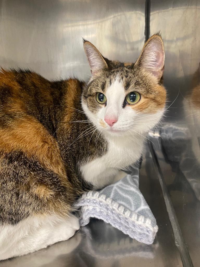 Hazel, Adoptable, Senior Female Domestic Short Hair.