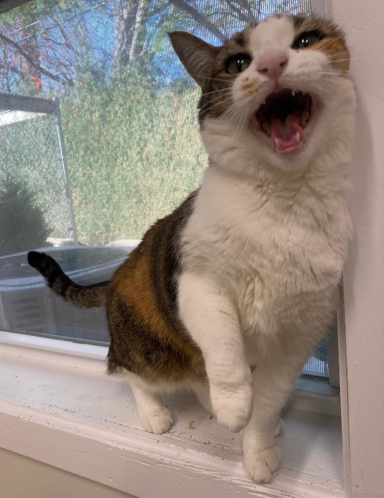 Hazel, a Adoptable mixed breed in Fall River, MA image 1/6