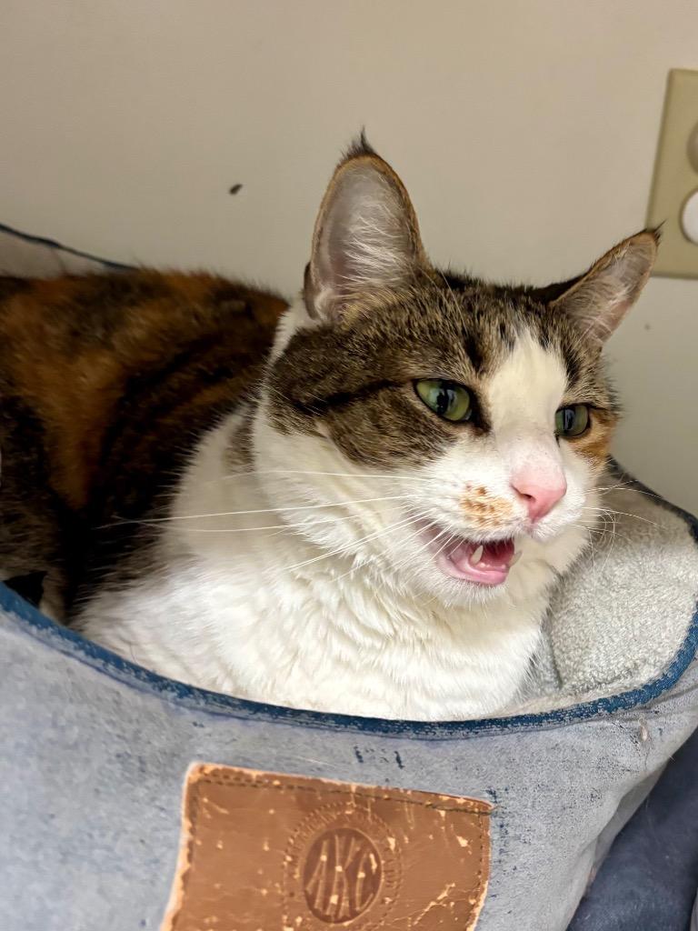 Hazel, a Adoptable mixed breed in Fall River, MA image 2/6