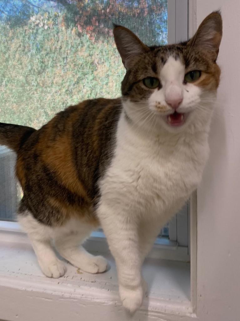 Hazel, a Adoptable mixed breed in Fall River, MA image 3/6