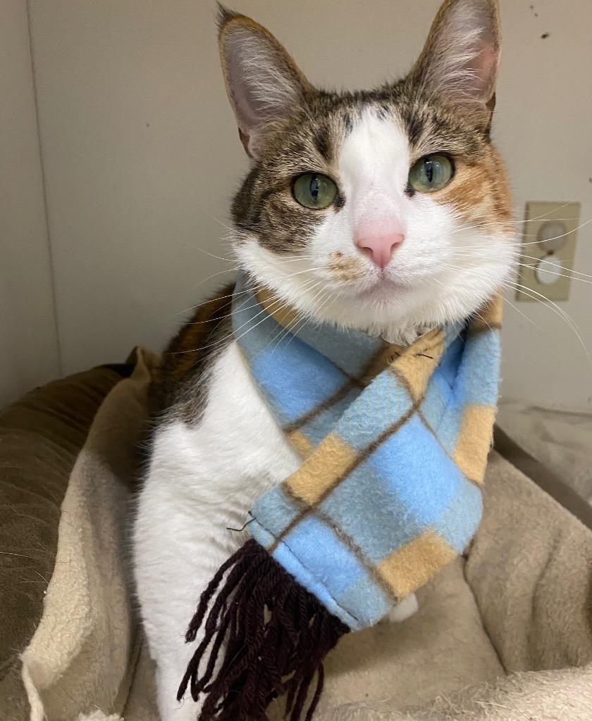 Hazel, a Adoptable mixed breed in Fall River, MA image 4/6