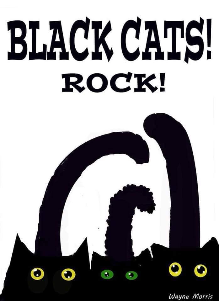 Enlarge Binx- NEW, a ADOPTABLE Domestic Medium Hair in Arlington, VA image 3/3