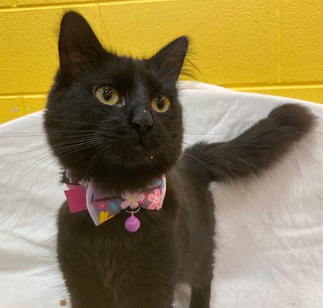 Enlarge Binx- NEW, a ADOPTABLE Domestic Medium Hair in Arlington, VA image 2/3