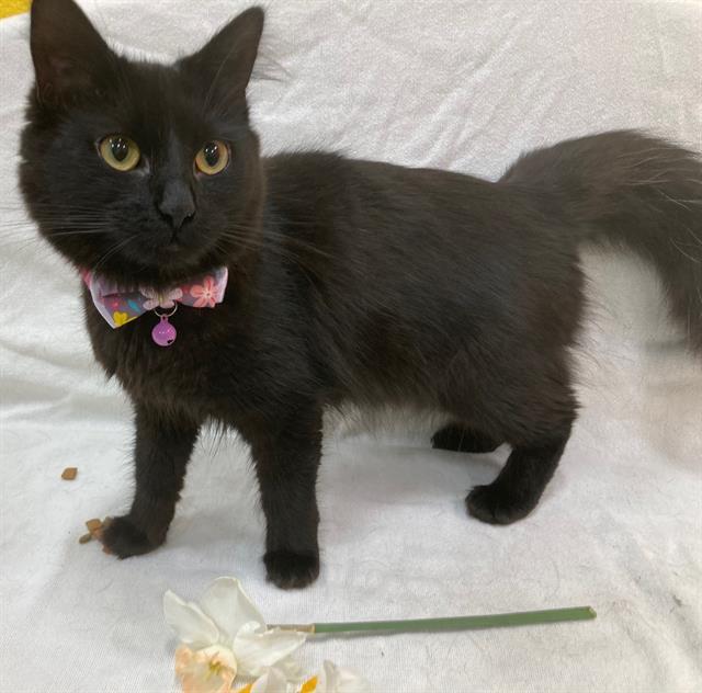 Binx- NEW, ADOPTABLE, Adult Female Domestic Medium Hair.